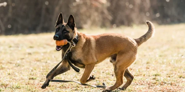 Die Ausbildung von Polizeihunden - IMPRO