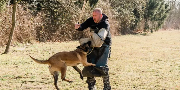 Die Ausbildung von Polizeihunden.